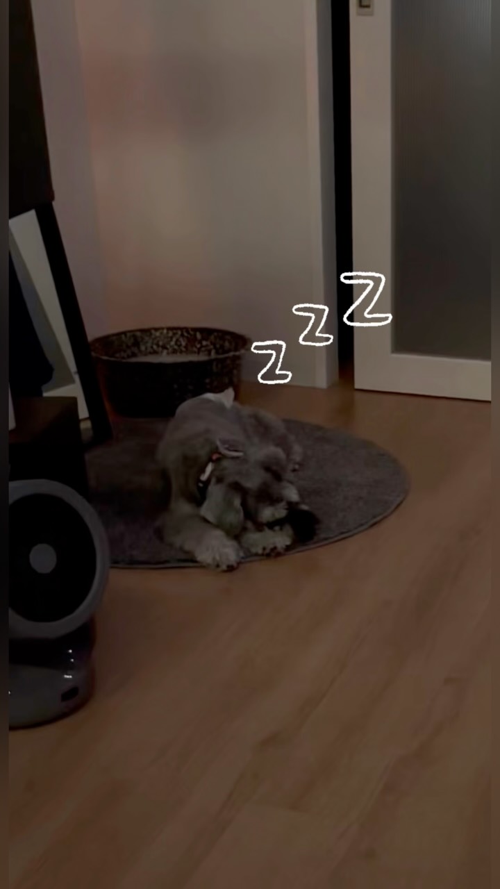 シュナウザー犬の愛ちゃんと
ママKさんとの出会いは
Instagramでした。
⁡
「私と同じ名前のワンちゃんだ！」と
フォローしていたのがきっかけ☺️
⁡
約4年前。
眠りの質が悪い、眼精疲労もあると
お悩みだったKさんから
⁡
「リラクゼーションに行きたいけれど、
ペット同伴で行けるサロンがなくて
探しています」
⁡
と、お問い合わせをいただきました。
⁡
愛ちゃんは大人しい性格だと伺い、
「まずは一緒にどうぞ！」と
お受けしてみることに。
⁡
最初は少し緊張してた愛ちゃんですが、
すぐに落ち着いてくれて
施術中もとってもお利口さん。
⁡
そして、なんと……
⁡
ママの寝息が聞こえてくると
愛ちゃんも一緒に寝るんです😂♡
⁡
それには私もビックリでした☺️
⁡
それ以来、年に1〜2回ほど
特別な日にご来店くださっています🙏
⁡
⁡
ひとやすみでは、ペットOK・NGを
特に決めているわけではありませんが、
⁡
・吠えない
・大人しく待っていられる
⁡
など、
施術するのに支障のない事を前提に、
愛ちゃんの場合は臨機応変に
ご対応しています☺️
⁡
（今のところ、愛ちゃんだけです🐶♡）
⁡（あっ、インコ同伴のお客様もいます🦜）

そして、今回に限らず
お客様と次のお客様の合間には
換気・消毒を徹底しておりますので、
どうぞご安心くださいませ。
⁡
なお、動物アレルギーをお持ちの方や
動物が苦手な方に、
ご不快な思いをさせてしまう場合が
ございましたら申し訳ございません🙇‍♀️
⁡
ご予約の際にお声かけいただけましたら、
できる限り配慮させていただきます。
⁡
⁡
今回は、ママが施術中に
なかなか見ることのない
「愛ちゃんの待ち時間」を撮ってみました♡
⁡
ママが気持ちよ〜く
ひとやすみしている間……
⁡
愛ちゃんは一体、
どんなふうに過ごしているのかな？

リールでご覧下さいね^ ^

#ヘッドスパ沖縄 #ヘッドスパ那覇 #シュナウザー女の子